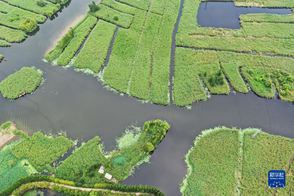 雄安新区:白洋淀水生态环境持续改善