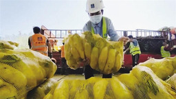 【定西】定西岷县累计向兰州七里河捐赠高原夏菜90吨