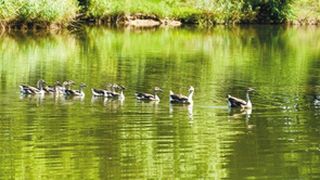 【中首 陕西 图】浐灞国家湿地公园风光秀美。
