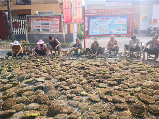 （有修改）【B】平顶山市鲁山县：金黄的向日葵熟了 淳朴的黄沟人笑了