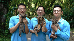 【焦点图】7月29日世界爱虎日 上海动物园饲养员呼吁大家爱老虎