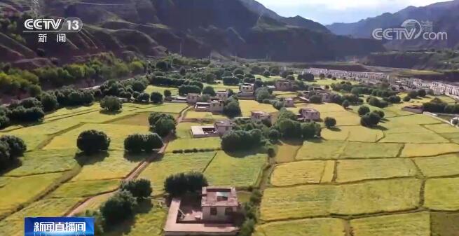 在希望的田野上 | 西藏察雅青稞小麦陆续成熟 开始收割