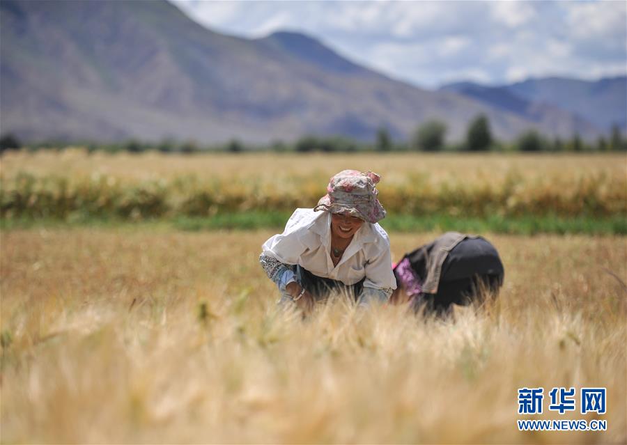 日喀则：西藏粮仓 大地铺金
