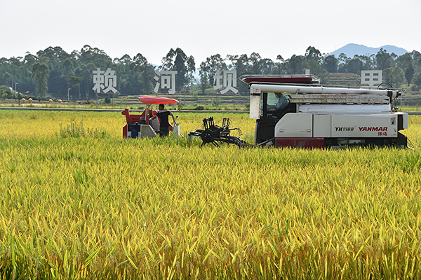 喜开“第一镰” 自贡市荣县37万余亩水稻迎丰收_fororder_1收割机收割现场