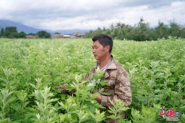 四川能投:苹果之乡长出致富艾草 乡村振兴写出新篇章 四川能投:苹果之乡长出致富艾草 乡村振兴写出新篇章