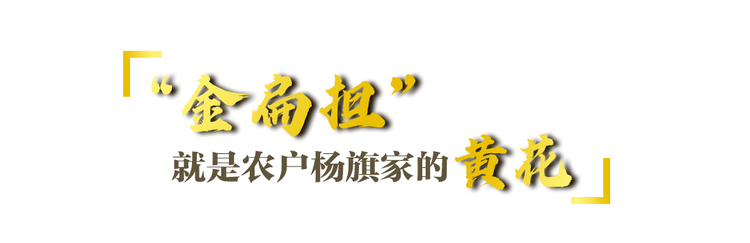 一枝一叶总关情丨让农民挑上“金扁担”