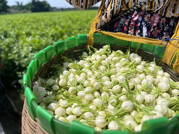 眉山青神茉莉花飘香花农采摘忙