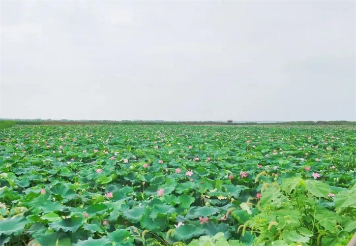 Chenhu Lake Wetland in Caidian District, Wuhan Ready for International Wetlands Conference_fororder_图片1