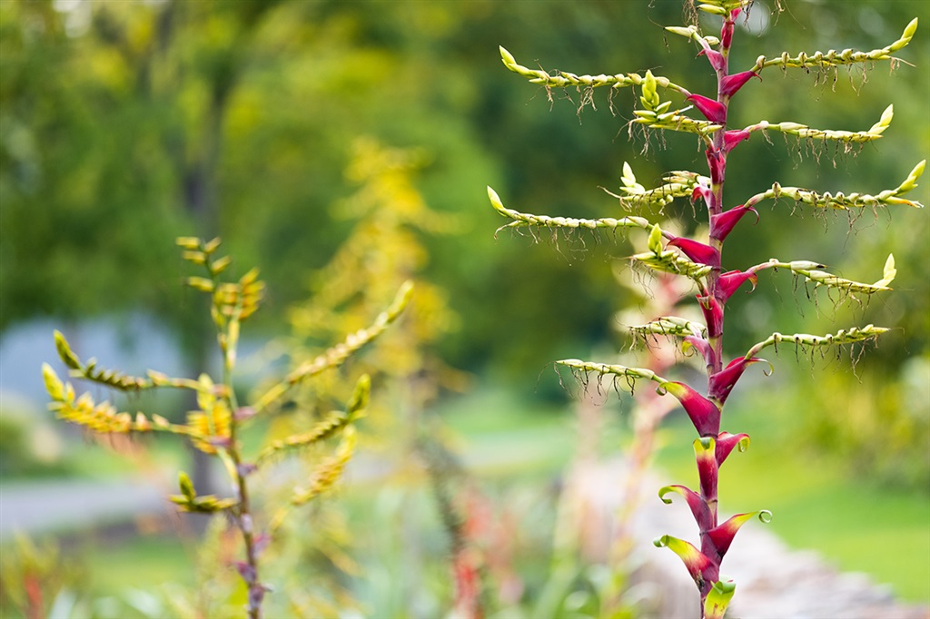 上海辰山植物园打造全新主题花境 上海辰山植物园打造全新主题花境
