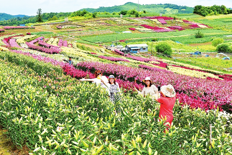 抚松县露水河镇“百合园”鲜花绽放 每日吸引游客1000人次以上