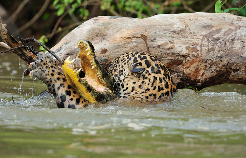 巴西美洲豹河边突袭鳄鱼并成功猎杀(组图)