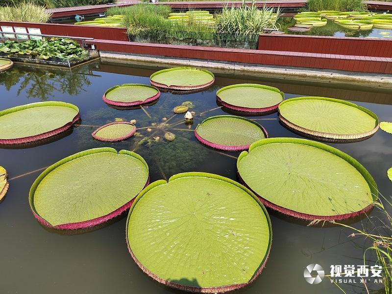 西安植物园王莲叶盘似扁舟 吸引众多市民观赏打卡
