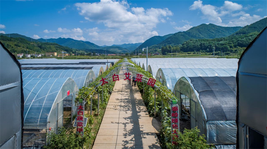 宝鸡市太白县:特色高山蔬菜走出大山 兴县又富民_fororder_微信图片_20220808005817