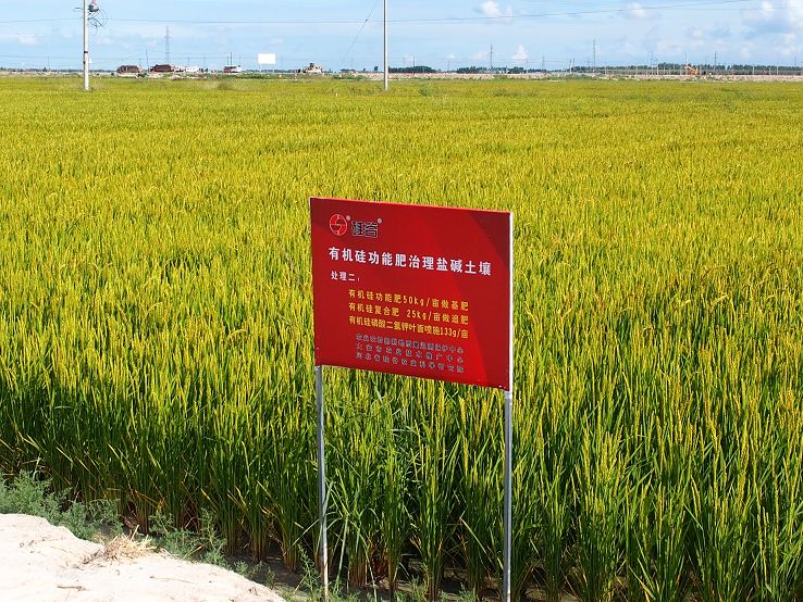 一年就增产，两年变良田，三年创高产……盐碱地缘何变“聚宝盆”