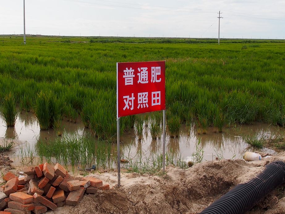 一年就增产，两年变良田，三年创高产……盐碱地缘何变“聚宝盆”