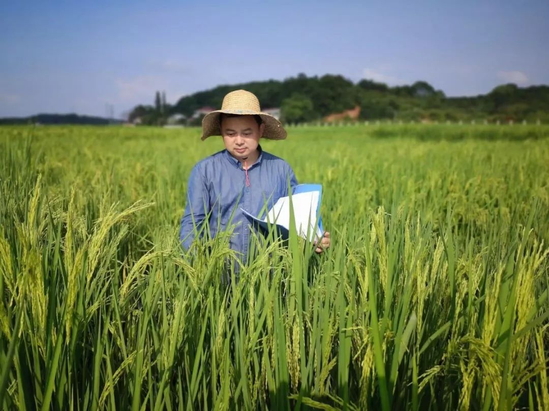 “袁三代”吴俊：坚守田间的“稻草人”