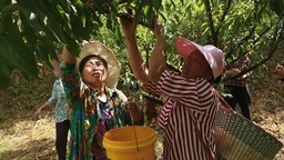贵州瓮安永和镇红李子成熟上市 预计产量20万斤