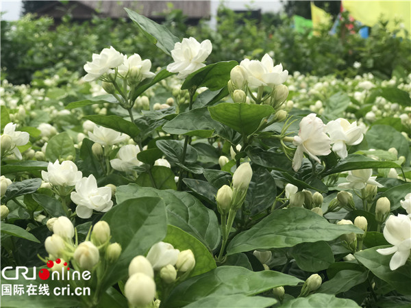 【名称确认链接已附上】茉莉花产量占全球60%以上 “世界茉莉花都”落户广西横县