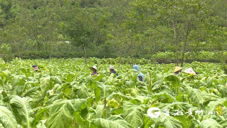 贵州贞丰：2.7万亩烤烟进入采收期 新技术助农减工降本促增收
