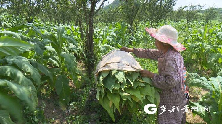 贵州贞丰：2.7万亩烤烟进入采收期 新技术助农减工降本促增收