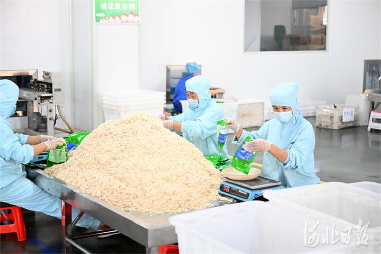 河北沧州：龙头带动 产业升级