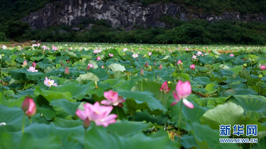 广西桂林：荷美田园 山水画卷