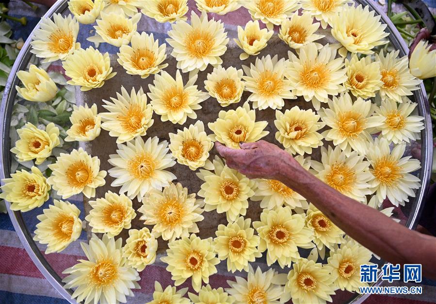 广西柳州:九品香水莲花采摘忙