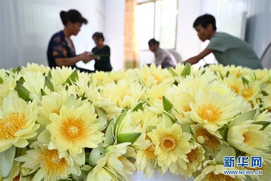 广西柳州:九品香水莲花采摘忙