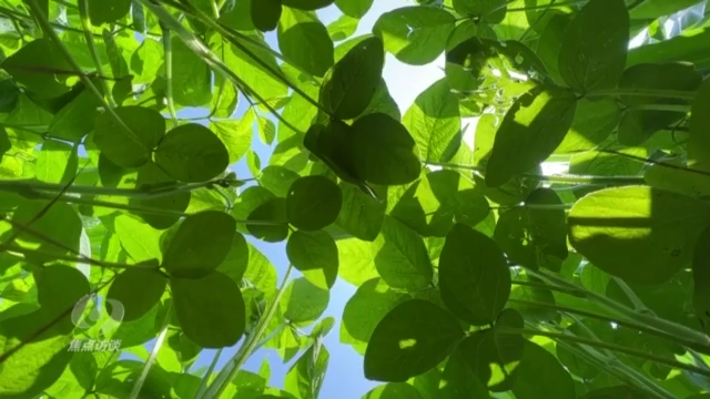 焦点访谈丨稻菽千重浪 科技助丰年