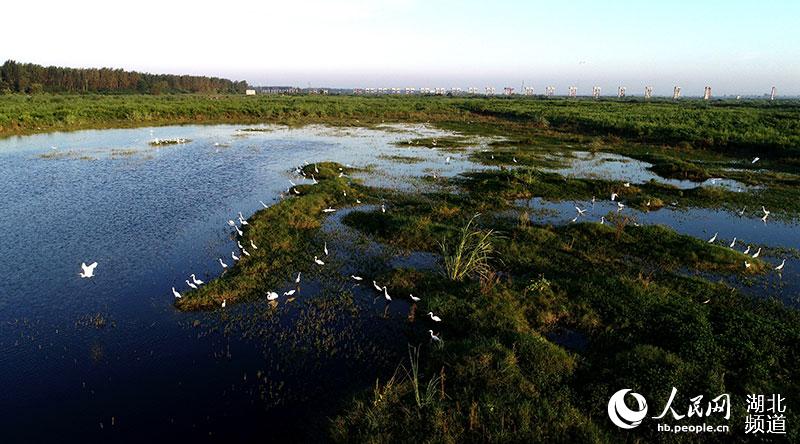 湖北宜城：万洋洲湿地公园成为白鹭“天堂”