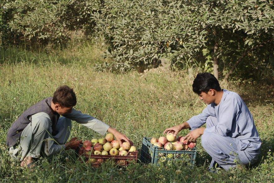 Asia Album: Apple Harvest Season in Afghanistan_fororder_4