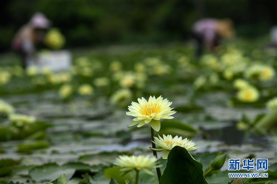 8月5日，在廣西柳州市柳北區(qū)石碑坪鎮(zhèn)下陶村，村民在采摘九品香水蓮花。