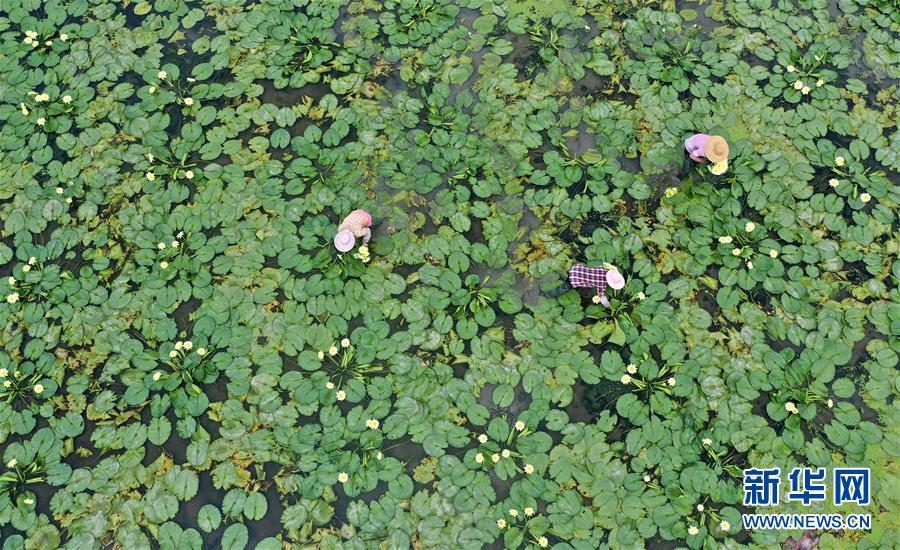 8月5日，在廣西柳州市柳北區(qū)石碑坪鎮(zhèn)下陶村，村民在采摘九品香水蓮花（無人機照片）。