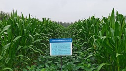 山东大豆玉米带状复合种植除草剂研制筛选取得突破