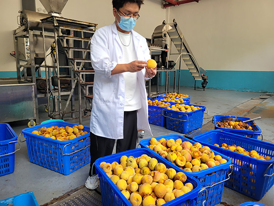 贵州碧江桐木坪乡发展黄桃产业带动群众创收150万