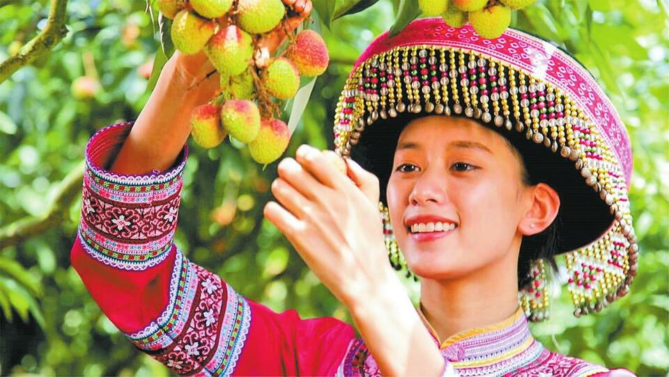 红河屏边:技术支撑荔枝飘香_fororder_4d0