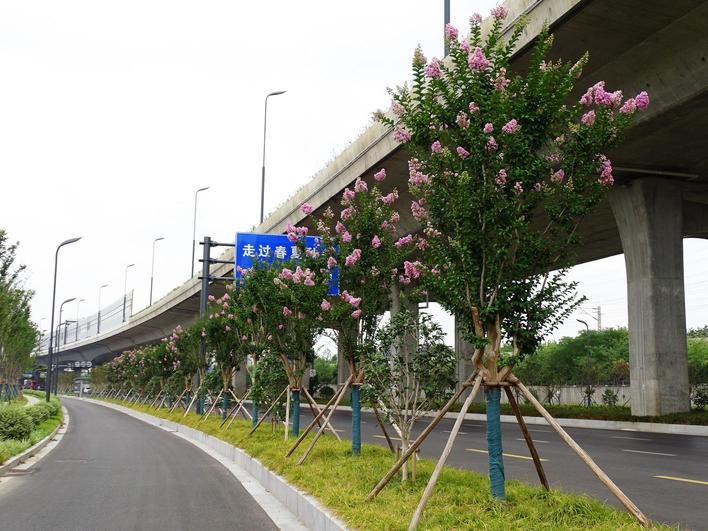 赏花正当时 “吉祥树”紫薇在扬州城区栽种超10万株