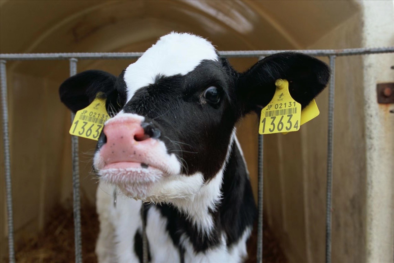 来自祁连山雪域牧场高品质天然好奶——阿勒雪牧纯牛奶 来自祁连山雪域牧场高品质天然好奶——阿勒雪牧纯牛奶