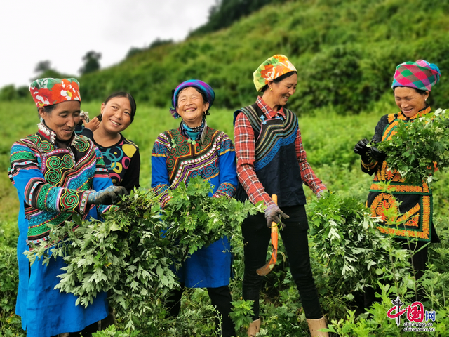四川能投:苹果之乡长出致富艾草 乡村振兴写出新篇章 四川能投:苹果之乡长出致富艾草 乡村振兴写出新篇章