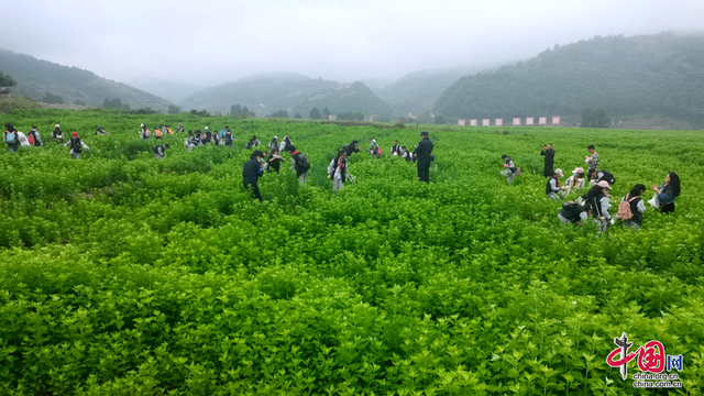 四川能投:苹果之乡长出致富艾草 乡村振兴写出新篇章 四川能投:苹果之乡长出致富艾草 乡村振兴写出新篇章