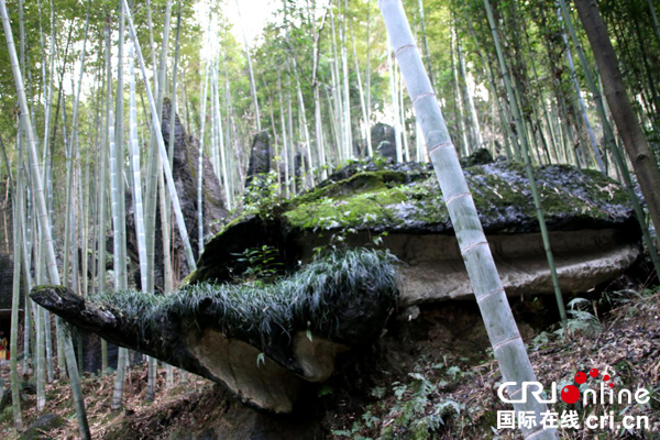 图片默认标题_fororder_自然景观“林中神龟”--（摄影-何芳）