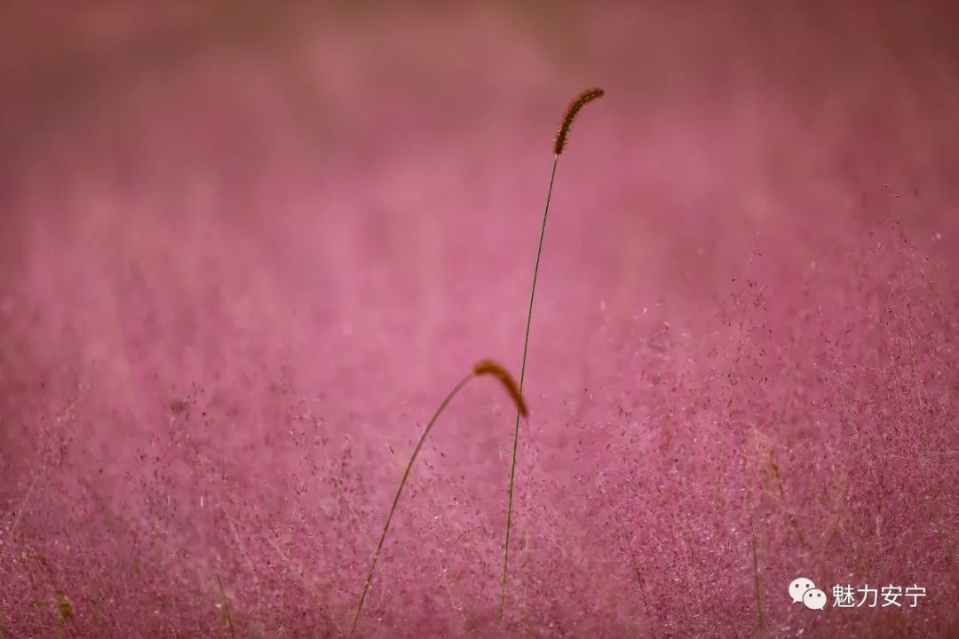 昆明安宁:粉黛乱子草进入最佳观赏期_fororder_2