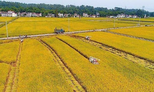 （头条-文字列表）四川省委一号文件将全面部署新时代乡村振兴