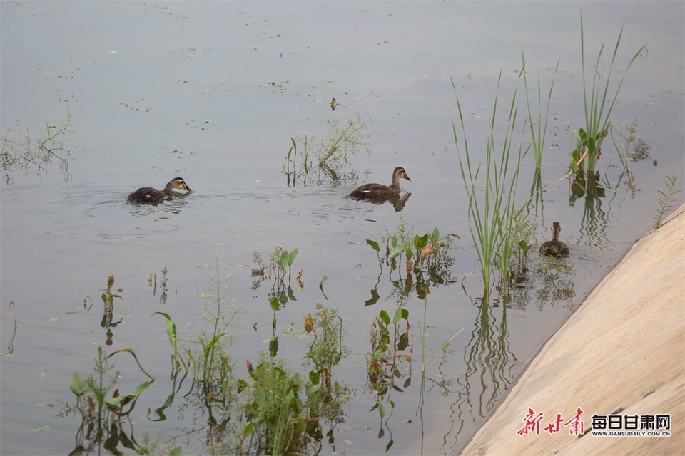 【生态】武威天马湖：好生态引来野鸭“安家”_fororder_2