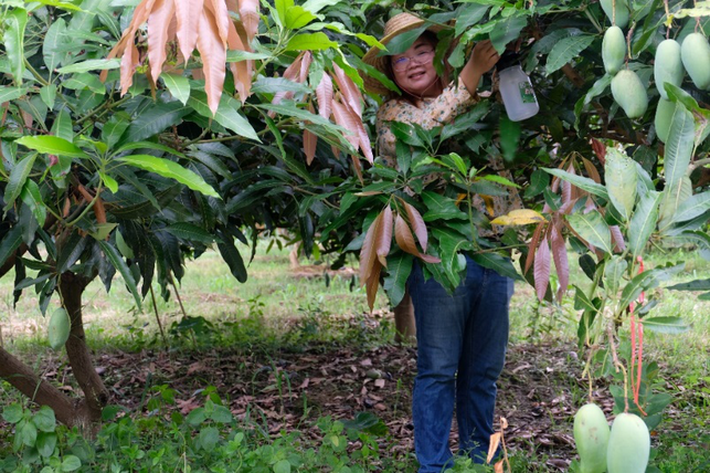 泰国杰出青年卡万哈泰·塔侬集的“芒果情缘”