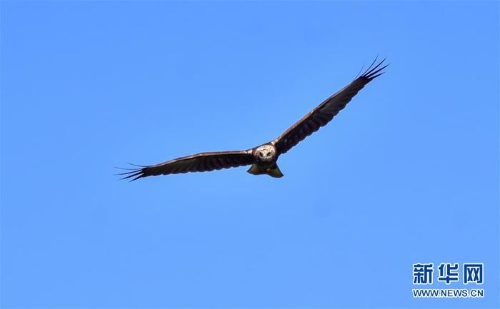 운남 보산서 국가 중점 보호 야생동물 개구리매 처음 발견 운남 보산서 국가 중점 보호 야생동물 개구리매 처음 발견_fororder_鸟-1