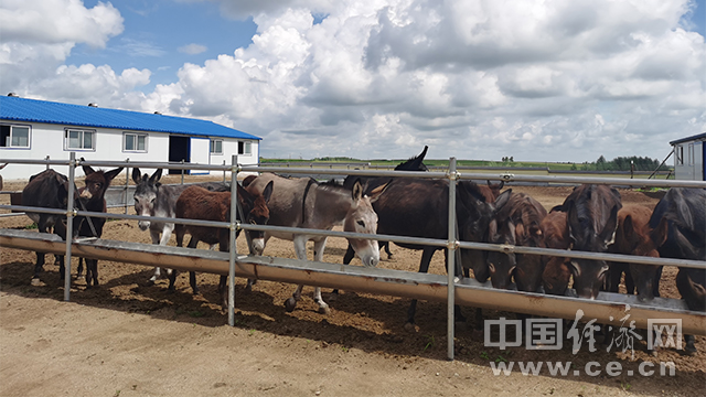 【幸福花开新边疆】内蒙古的这个小村子为什么会养驴呢？