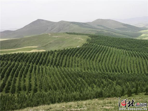 【大河之北·森林草原篇】山野新绿