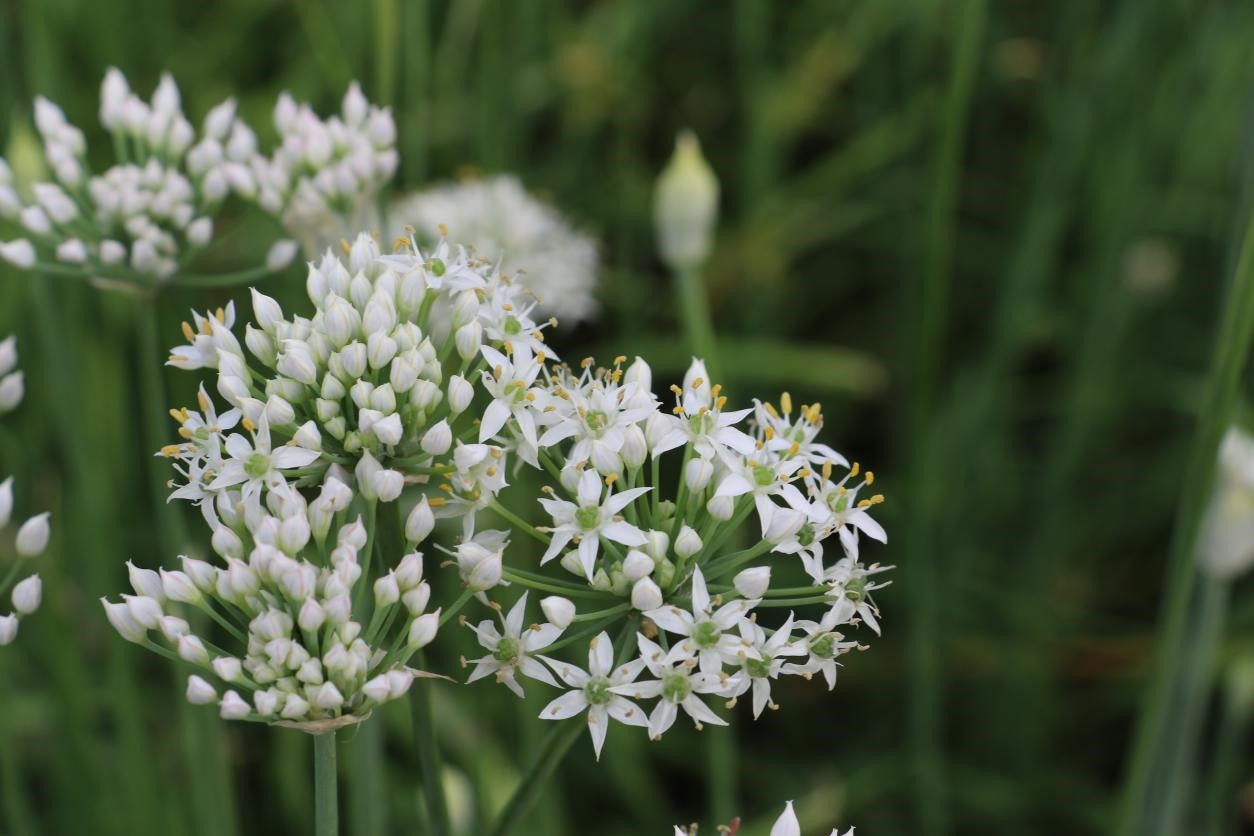 (原创)河北肃宁:初秋时节韭花香_fororder_韭菜1