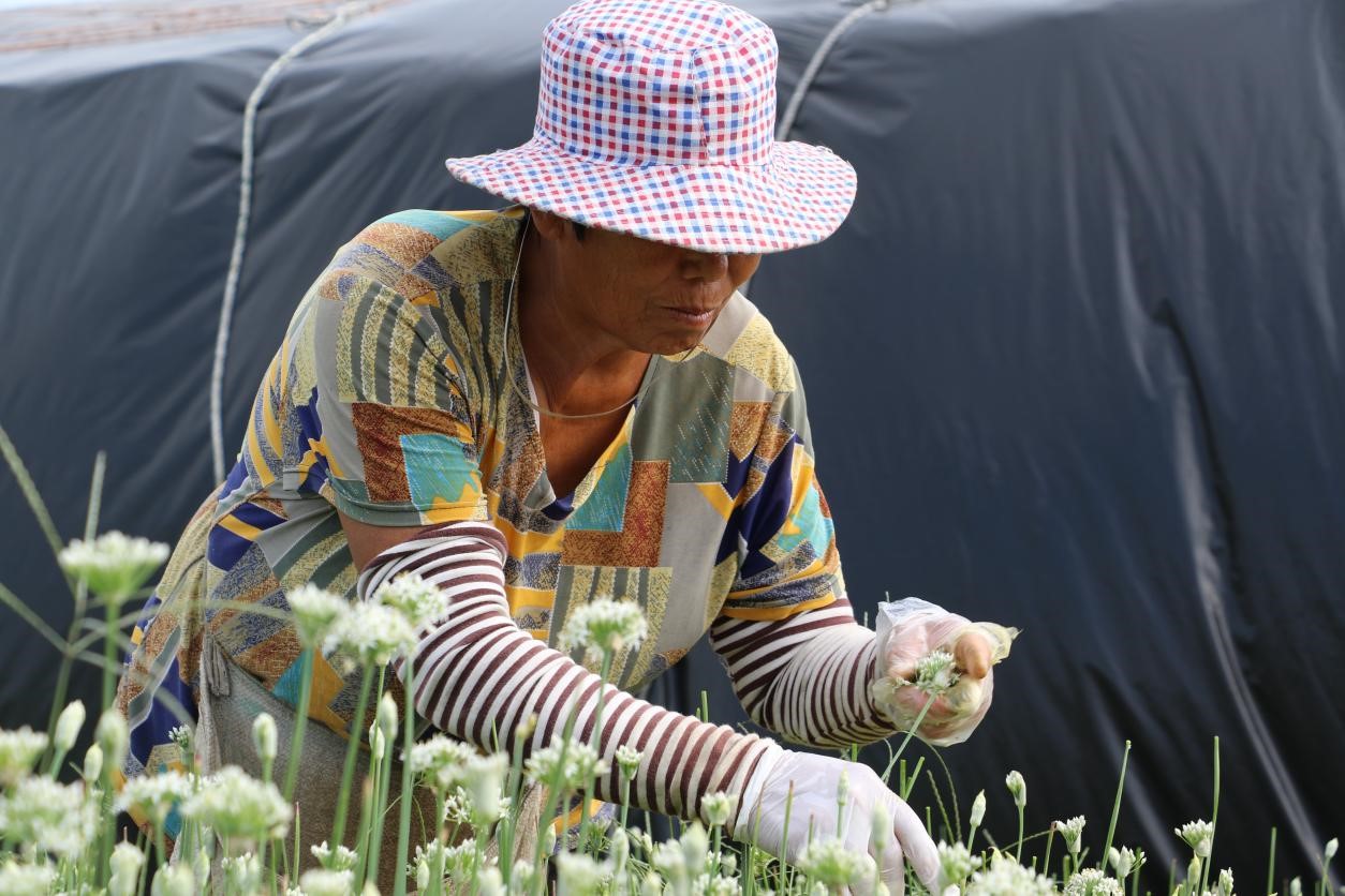 (原创)河北肃宁:初秋时节韭花香_fororder_韭菜4